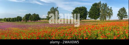 Dunkelviolett gefärbtes Opiummohnfeld mit rotem Mohn, lateinisch Papaver Somniferum, violett blühender Mohn wird in Tschechien angebaut Stockfoto