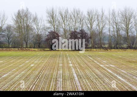 Norfolk nasse Ackerflächen nach Regen im Winter. Stockfoto