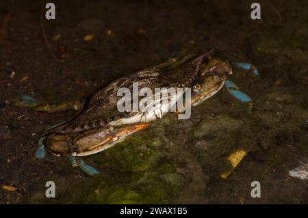 Blaue Krabbe Callinectes sapidus. San Sebastian de La Gomera. La Gomera. Kanarische Inseln. Spanien. Stockfoto