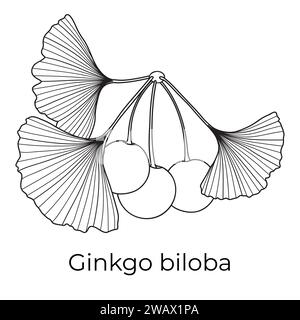 Ginkgo biloba Blätter und Frucht, Vektor-botanische Illustration. Chinesischer Ginkgo-Baum, Umriss, Ausmalbuch-Seite. Stock Vektor