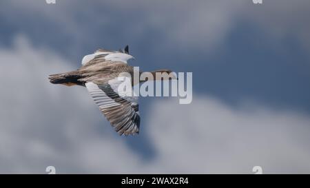 Berggans weiblich (Chloephaga picta) im Flug, Patagonien, Argentiina Stockfoto