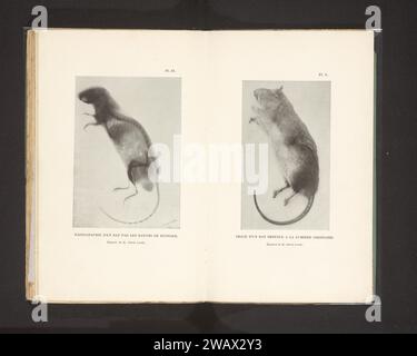 Röntgenaufnahme einer Ratte, Albert Londe, um 1886 - in oder vor 1896 photomechanische Druckpapierröntgenuntersuchung. Nagetiere: Ratte Stockfoto