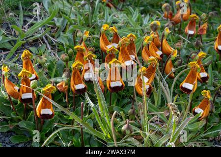 Darwin's Slipper (Calceolaria uniflora), Patagonien, Chile Stockfoto