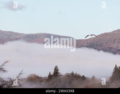 Cumbria, Großbritannien. Januar 2024. Wetter in Großbritannien. Sonnenbrand des tief liegenden Nebels über dem versteckten Lake Windermere, vom Windermere Village aus gesehen, dem Lake District. Quelle: Gordon Shoosmith/Alamy Live News Stockfoto