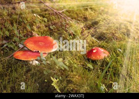 Fliegenpilz in wunderschönem Licht; giftiger Pilz, der in natürlichem Lebensraum wächst (Amanita muscaria) Stockfoto