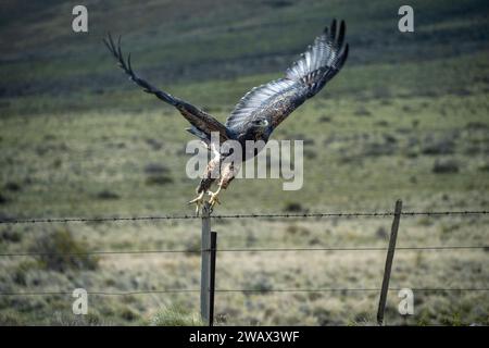 Bussardadler mit schwarzem Oberkörper (Geranoaetus melanoleucus) fliegen Stockfoto