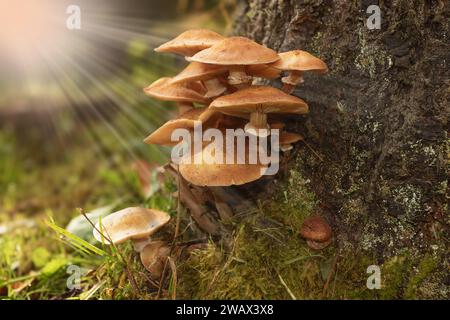 Honigpilz wächst auf einem Fichtenstumpf in natürlicher Umgebung; Sie können diese Pilze im Spätherbst finden und sie sind sehr gut zum Kochen (Armillaria Stockfoto