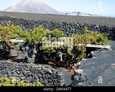 Weinreben auf schwarzem vulkanischem Boden in den Weinbergen von La Geria mit Gebirgszug im Hintergrund. Lanzarote, Kanarische Inseln, Spanien. Stockfoto