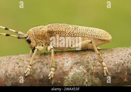 Natürliche vertikale Nahaufnahme eines Pappel-Langhornkäfers, Saperda-Carcharien, die auf einem Baumstamm sitzen Stockfoto