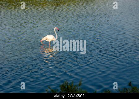 Flamingos aus Ras Al Khor Vogelschutzgebiet im Winter in Dubai. Stockfoto