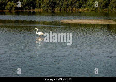 Flamingos aus Ras Al Khor Vogelschutzgebiet im Winter in Dubai. Stockfoto