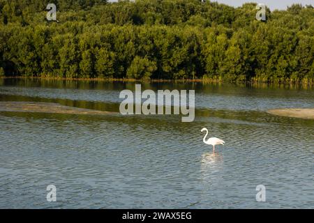 Flamingos aus Ras Al Khor Vogelschutzgebiet im Winter in Dubai. Stockfoto