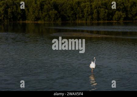 Flamingos aus Ras Al Khor Vogelschutzgebiet im Winter in Dubai. Stockfoto