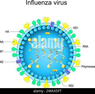 Struktur des Influenzavirus. Nahaufnahme einer Virion-Anatomie. Vergrösserung des Grippevirus. Vektordiagramm Stock Vektor