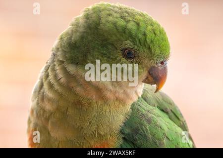 Nahaufnahme eines weiblichen australischen King Paprot (Alisterus scapularis) Kopfes, sein wunderschönes grünliches Gefieder in feinen Details und Blick in die Kamera. Stockfoto