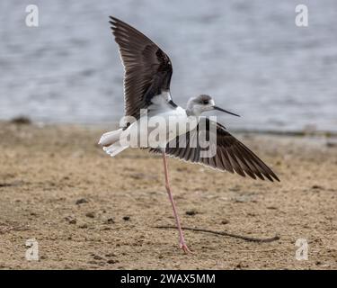 Rattenstelze oder Weißkopfstelze (Himantopus leucocephalus) Jungvogel, erschreckt von einem vorbeiziehenden Vogel und sieht aus wie eine Ballerina! Sydney, Australien. Stockfoto