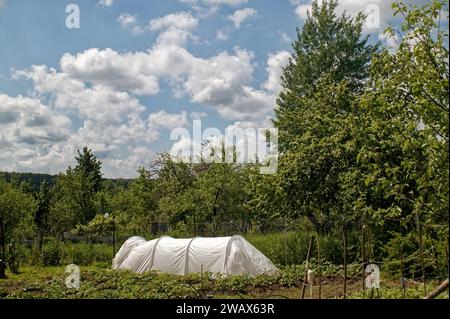 Kleines Gewächshaus im Dorf im Sommer, Russland Stockfoto