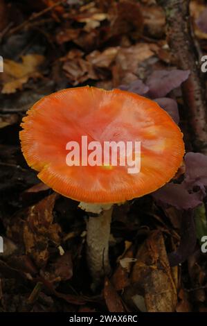 Natürliche vertikale Nahaufnahme eines ungewöhnlichen, vollständig roten Fliegenpilzes, Amanita muscaria Stockfoto