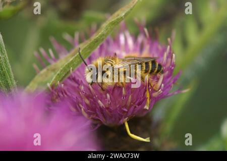 Natürliche Nahaufnahme auf einer flauschigen männlichen Pantaloon-Biene, Dasypoda hirtipes, sitzt auf einer lila Knabenkraut-Blume Stockfoto