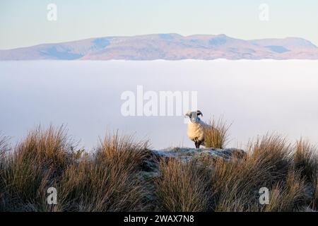 Killearn, Stirling, Schottland, Großbritannien. Januar 2024. UK Weather - eine wunderschöne Morgenwolkenumkehr über Loch Lomond und dem Trossachs National Park aus der Campsie Fells Credit: Kay Roxby/Alamy Live News Stockfoto