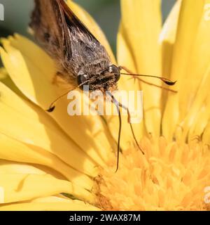 Frontalansicht eines braunen und braunen Skipper-Schmetterlings mit seiner langen Zunge, um Nektar von einer gelben Ringelblume zu schlürfen. Long Island, New York, USA Stockfoto