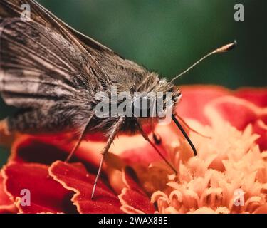 Ein gebräunter und brauner Skipper-Schmetterling, der mit seiner Zunge Nektar aus einer Ringelblume trinkt. Long Island, New York, USA Stockfoto