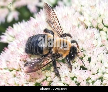 Seitenansicht eines großen männlichen Eastern Carpenter Bee Xylocopa virginica, der sich an saftigen weißen Sedumblüten ernährt. Long Island, New York, USA Stockfoto