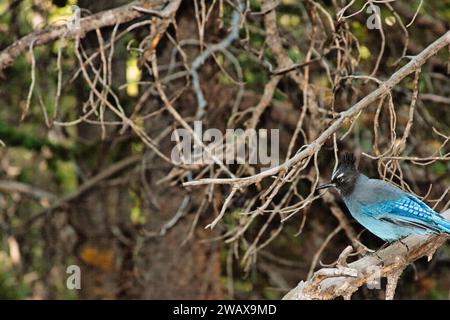 Steller's jay Vogel auf einem Baum Stockfoto