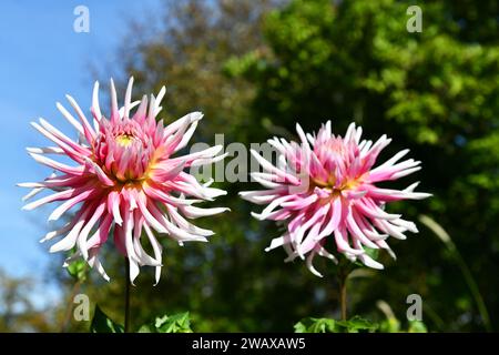 Blühende Dahlien im Spätsommer Stockfoto