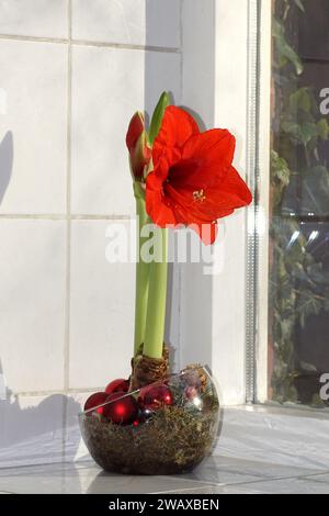 Rote Blüten, Knospen von Hippeastrum (gebräuchlicher Name amaryllis) der Familie Amaryllidaceae in einem Glasgefäß mit roten Weihnachtskugeln. Weiße Fensterbank mit Fliesen Stockfoto