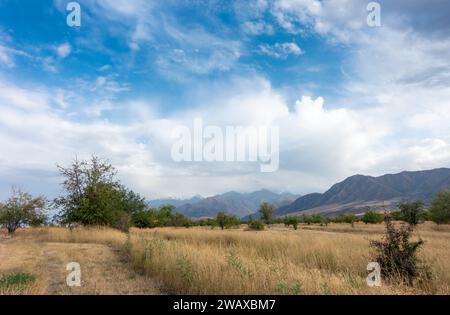 Wunderschöne Berglandschaft im Sommer. Weizenfelder und Berge. Kirgisistan. Natürlicher Hintergrund. Stockfoto