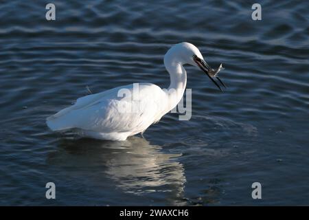 Ein kleiner Reiher (Egretta garzetta) steht im Meer mit einem Fisch, den er im Schnabel gefangen hat, dessen Reflexion teilweise sichtbar ist Stockfoto