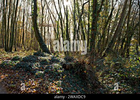 Herbstliches Licht filtert durch Bäume in einem Wald in der Nähe von Tonbridge, Kent, Großbritannien Stockfoto