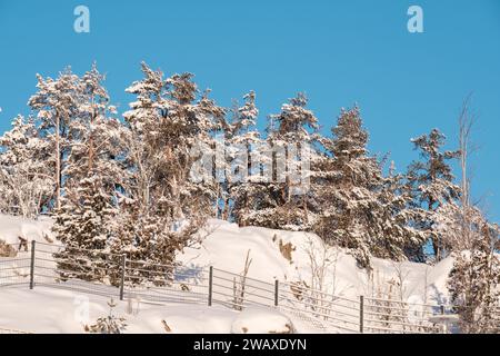 Helsinki / Finnland - 7. JANUAR 2024: Schöne Nahaufnahme von schneebedeckten Kiefern auf einem felsigen Hügel. Stockfoto