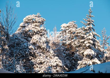 Helsinki / Finnland - 7. JANUAR 2024: Schöne Nahaufnahme von schneebedeckten Kiefern auf einem felsigen Hügel. Stockfoto