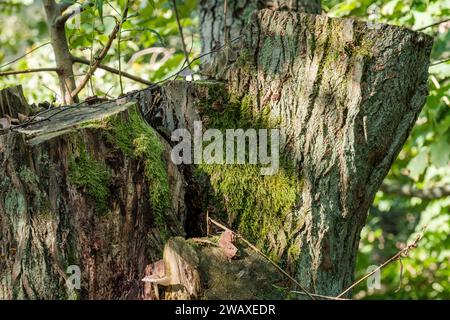 Helsinki / Finnland - 28. SEPTEMBER 2023: Nahaufnahme eines Baumstammes im Wald. Ein Sonnenstrahl, der Licht auf den Waldboden wirft. Stockfoto