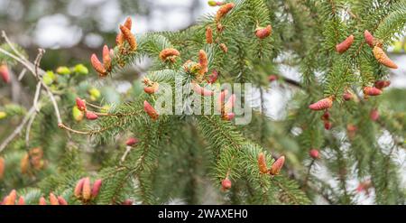 Junge Sitka-Fichtenzapfen Knospen (Picea sitchensis) Stockfoto