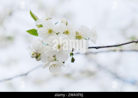 Weiße Blumen mit gelben Staubblättern blühen auf einem Zweig, der Himmel im Hintergrund. Stockfoto