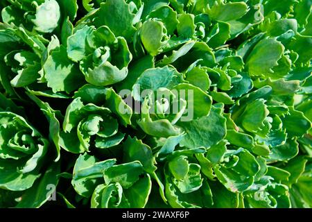 Das Bild zeigt eine Nahaufnahme von leuchtend grünen saftigen Pflanzen mit dicken, fleischigen Blättern unter hellem Licht. Junge Triebe von Orpin (Sedum telephium). B Stockfoto