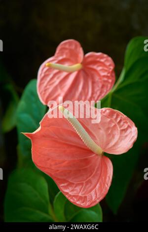 Nahaufnahme von Anthuriumblüten, alias Tailflower, Flamingo oder Laceleaf Blume, tropfenförmige und rosa schattige beliebte Zierpflanzen im Garten Stockfoto