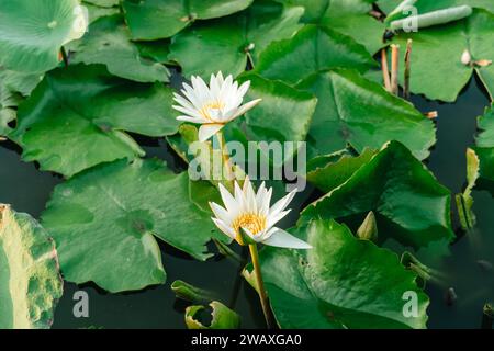 Sommersee mit Seerosenblüten auf dem Wasser. Schöne Lotusblüten in thailand. Weiße Lotusblume im Teich mit Sonnenlicht. Schließen Sie den weißen Lotus Stockfoto