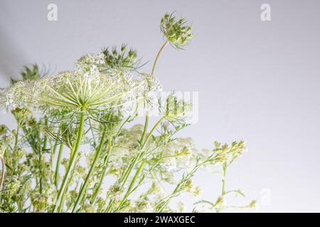 Strauß weißer Blumen auf weißem Hintergrund. Wilde Karotte und Schafgarbe. Einfache Sommerblume. Naturflora ästhetisch. Blütenknospe. Blumig botanisch. Minimalistischer Style. Stockfoto