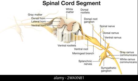 Rückenmarkssegment. Beschriftete 3D-Abbildung Stockfoto