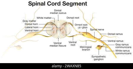 Rückenmarkssegment. Draufsicht. 3D-Abbildung Stockfoto