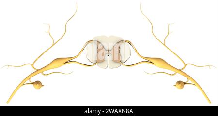 Modell eines Rückenmarksegmentes mit Nerven und Wirbeln. 3D-Abbildung. Stockfoto