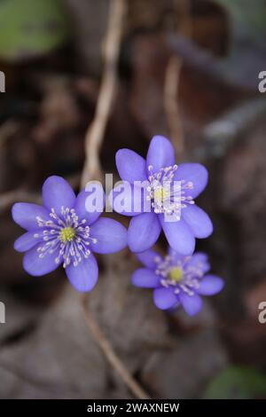 Das Foto zeigt die Schönheit des Frühlings im Wald, wo Leberkraut und Leberwurz in leuchtenden Blautönen blühen. Die Blüten verleihen ihr einen Hauch Stockfoto