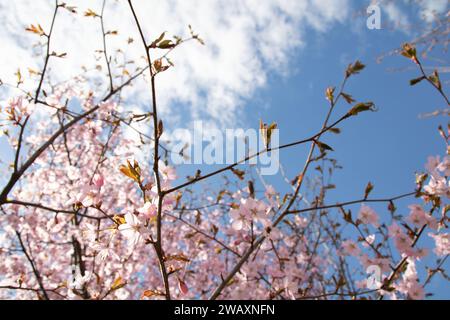 Auf diesem horizontalen Foto entfaltet sich die Schönheit des Frühlings, wenn Kirschblüten einen Baum zieren. Die leuchtenden Blütenblätter und der klare Himmel schaffen einen malerischen Blick Stockfoto