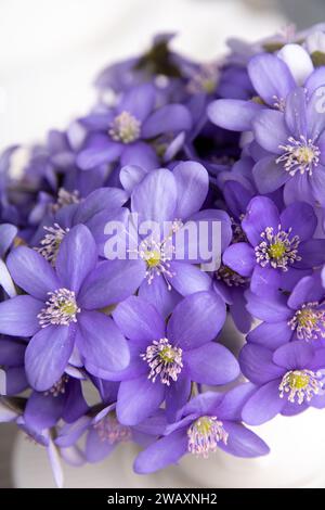 Auf diesem eleganten Foto bilden zarte Blütenblätter einen fesselnden Blütenstrauß aus hepatica-Blüten. Diese Anordnung symbolisiert die ersten Zeichen des Frühlings Stockfoto