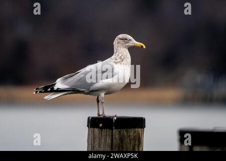 Eine einsame Möwe steht an einem Pier mit Blick auf das Meer oder die Bucht für eine Mahlzeit in dieser ruhigen Szene der Naturfotografie Stockfoto