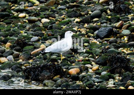 Eine einsame Möwe steht am felsigen Ufer auf der Suche nach Muscheln, die an einem warmen Wintermorgen entlang moosbedeckter Steine zu essen sind. Stockfoto